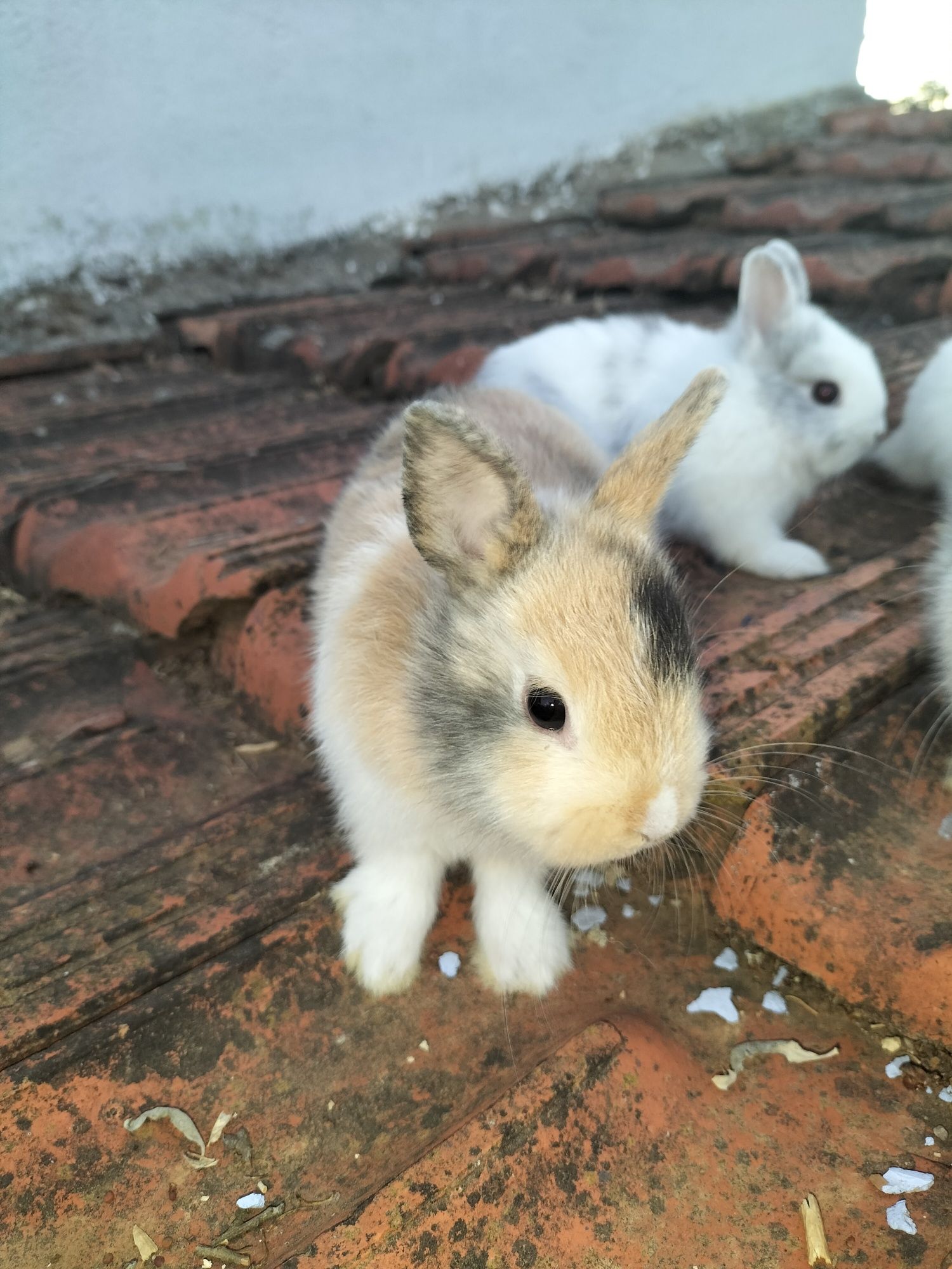Coelhos nini anões