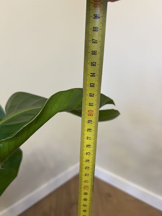 Стреліція Ніколая Миколая