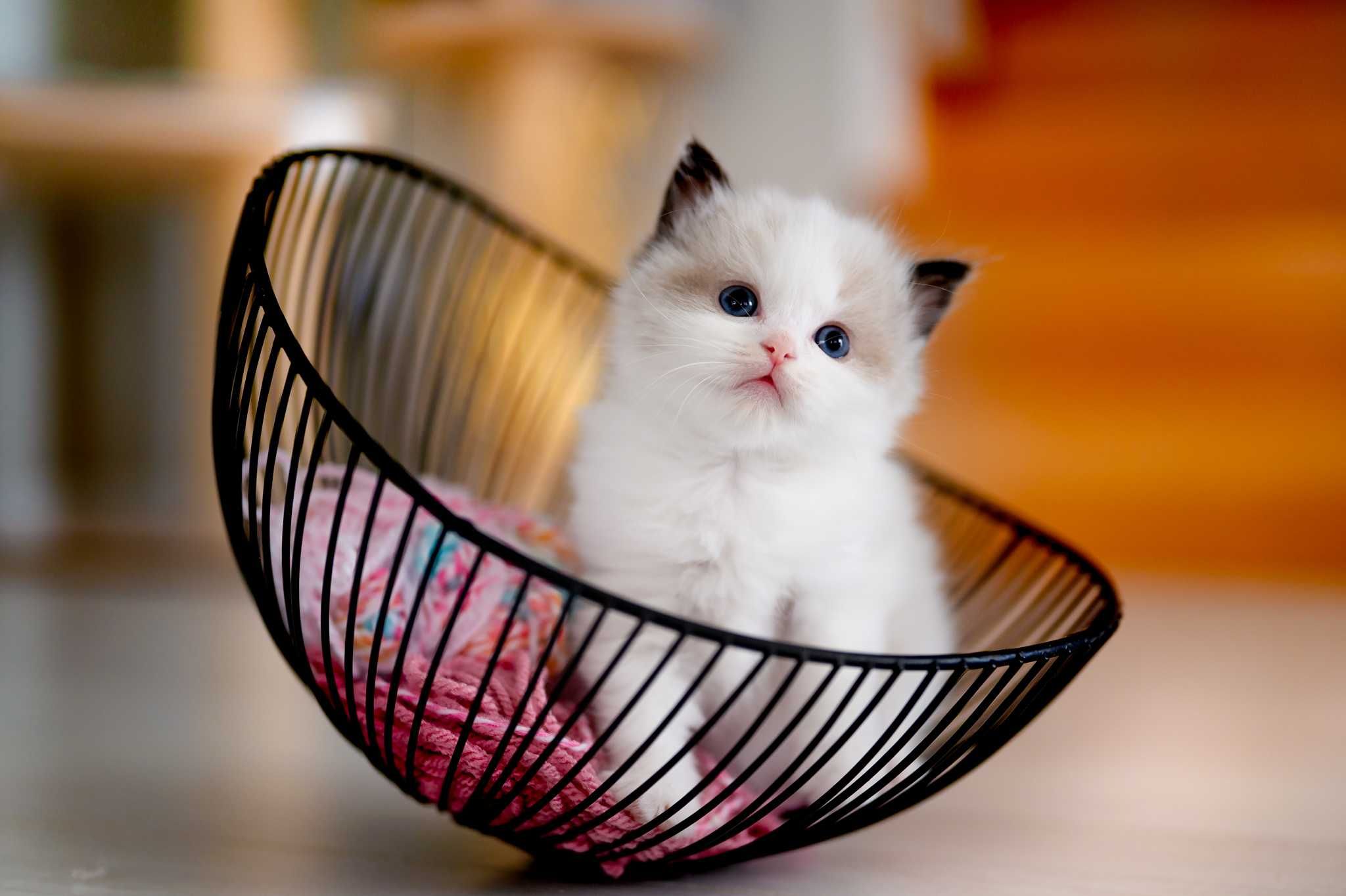 Ragdoll po Championach Rodowód WCF Lew w salonie*PL