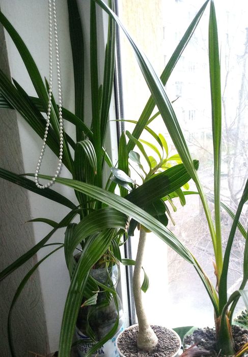 Фінікова пальма (багато штук)