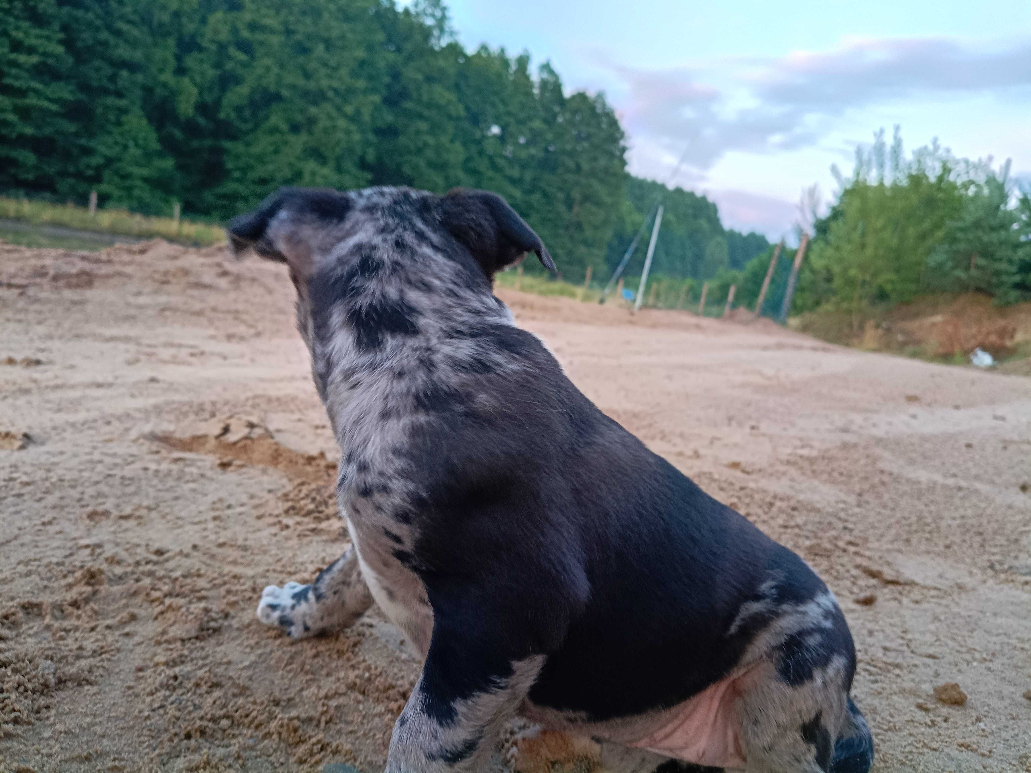 Amstaff merle sunia