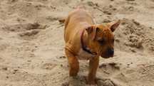 Amstaff FCI, szczenięta,  suczka Euforia
