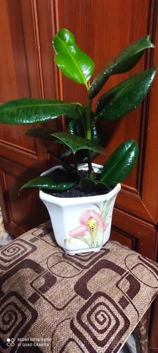 Фикус каучуковый