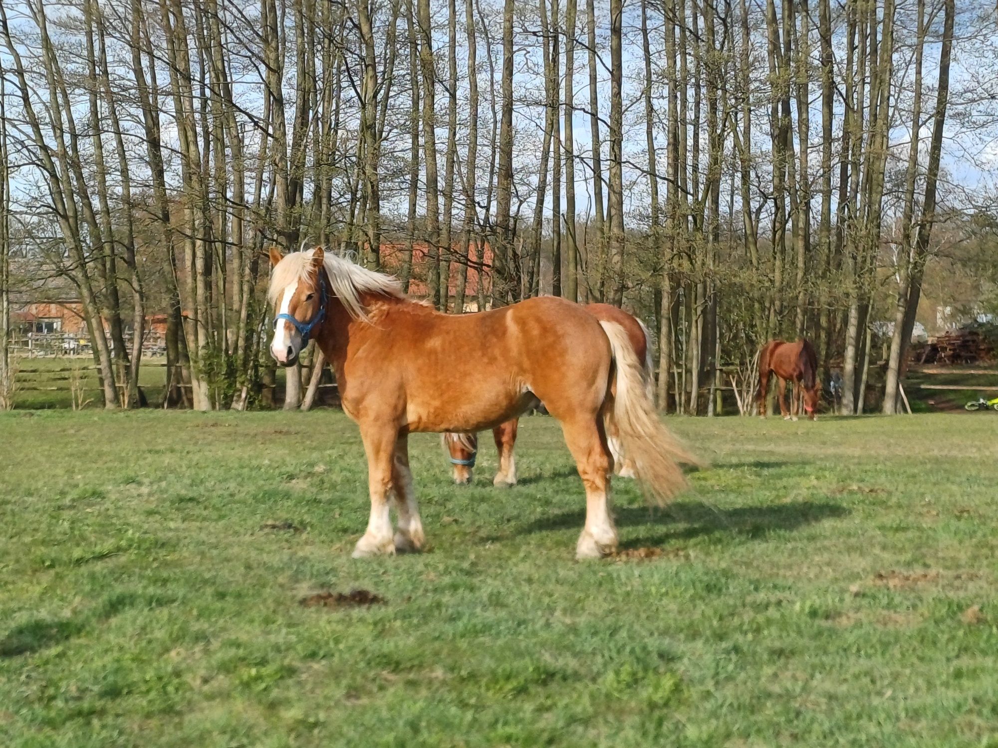 Sprzedam WAŁACHA