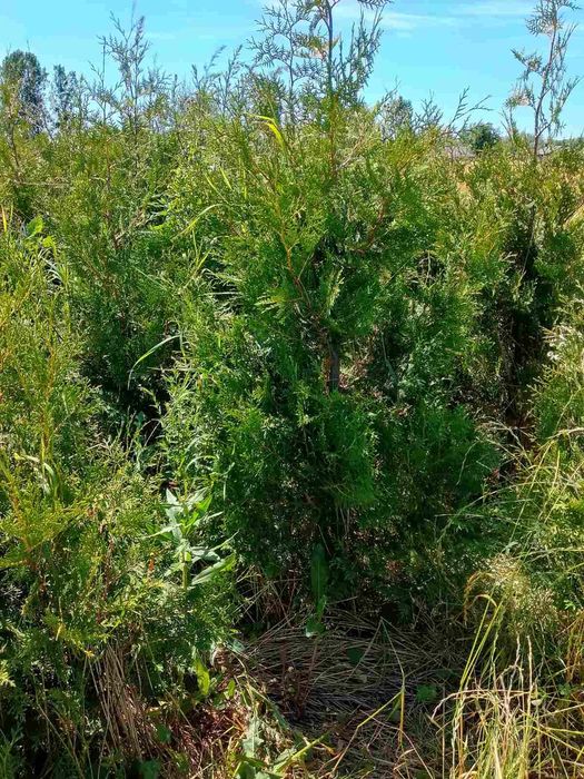 Продам рослини, туя брабант, смарагд, сосна кримська, сосна звичайна.