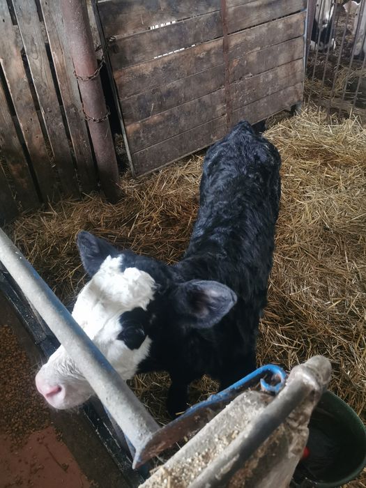 Byczki cielaki jałówki 2-3 tygodniowe