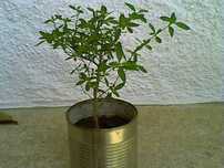 Bonsais (Ligustrum, Crassula, Serissa Foetida)