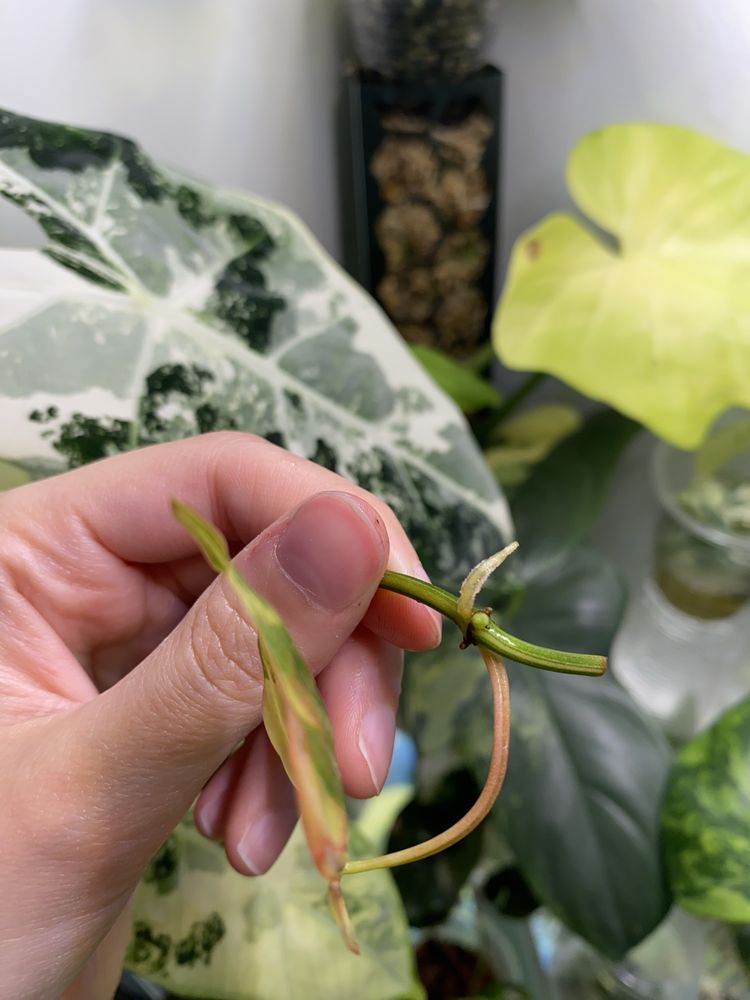 Philodendron micans variegata