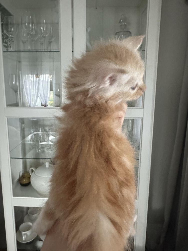 Kocurek kocięta Maine Coon Rudy ze srebrem