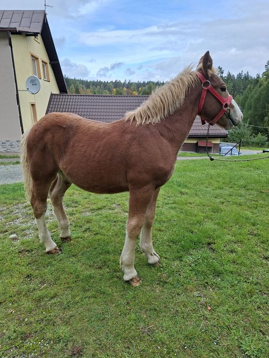 Sprzedam ogierka zimnokrwistego