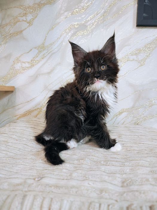 Kocurek Maine Coon gotowy do odbioru