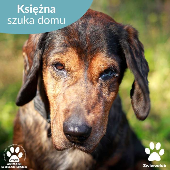 Piękna, spokojna suczka do adopcji