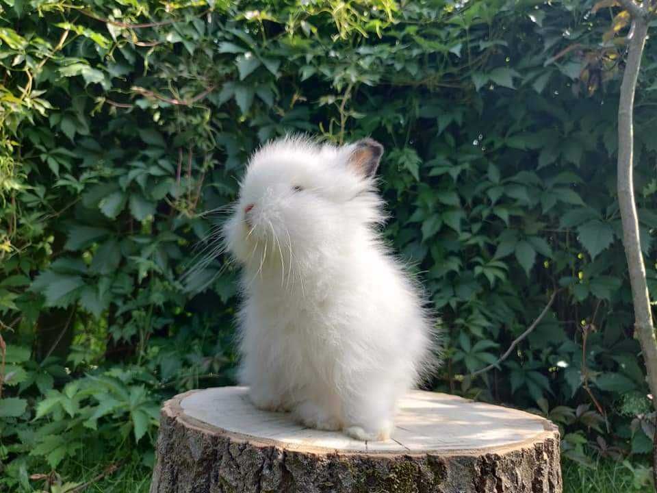 Urocze króliczki Teddy i Mini Lop.