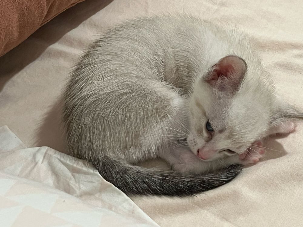Gatinhos para adopção