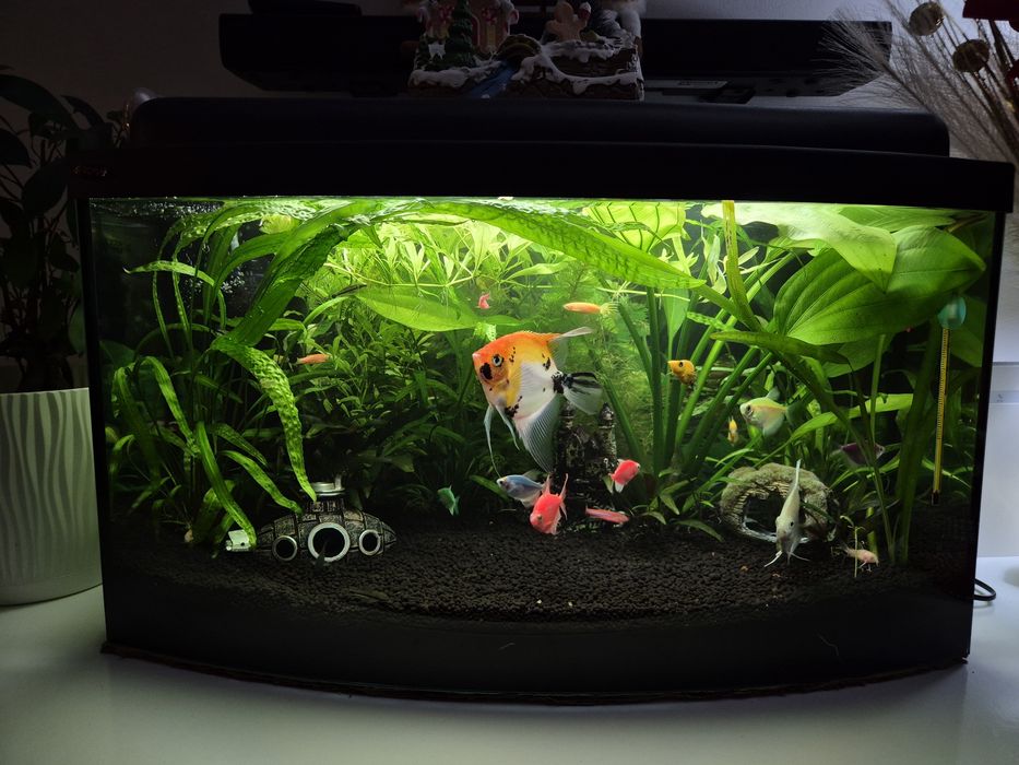 Akwarium z profilem (półokrągle) 60l