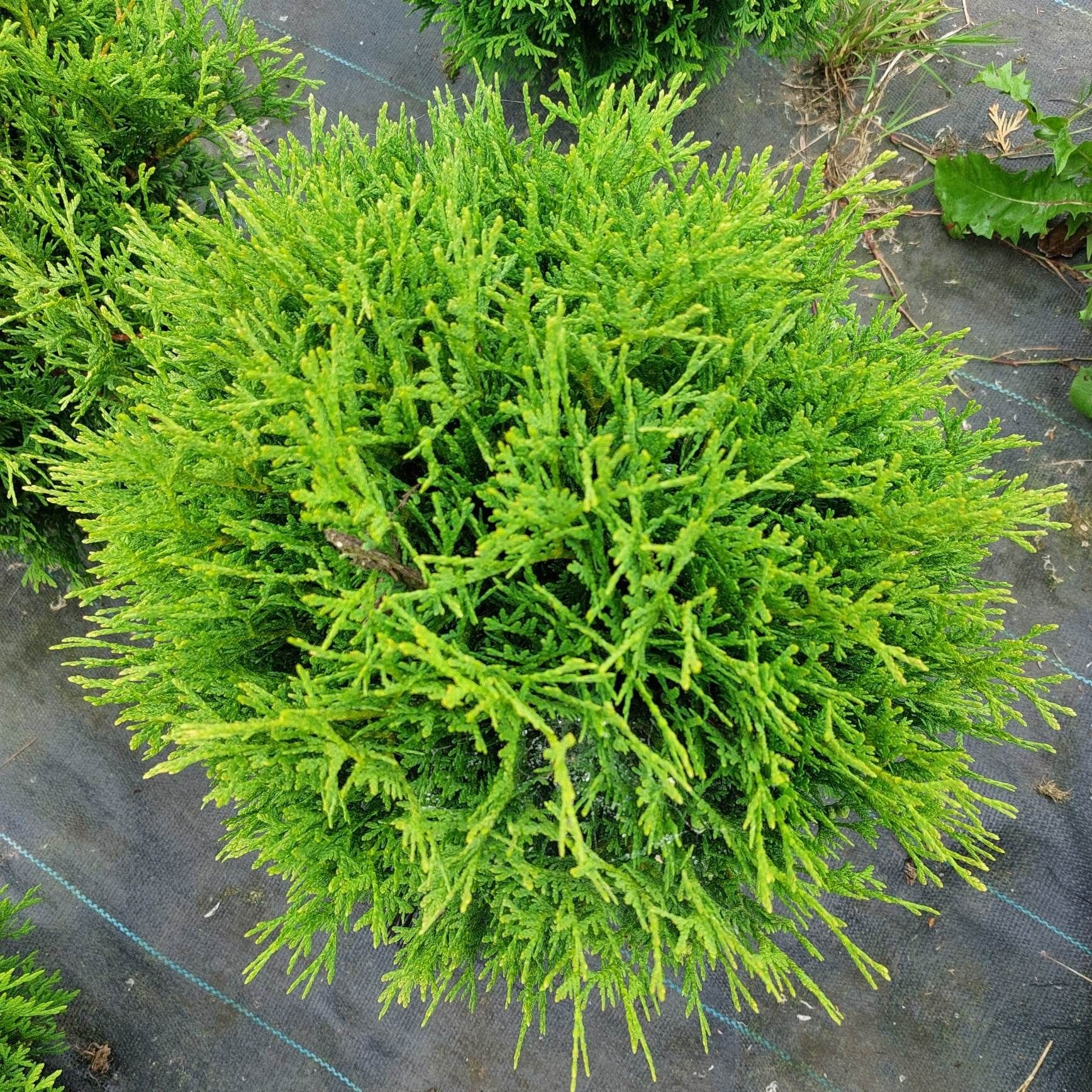 Thuja tuja Hoseri kulka