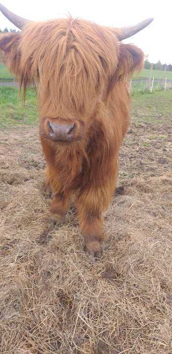 Highland cattle mlode bydło ponownie dostępne.
