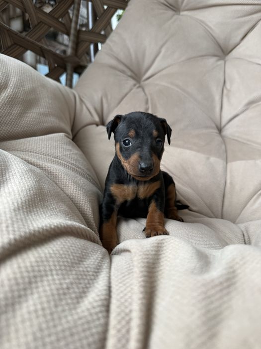 Цуценятка цвергпінчер