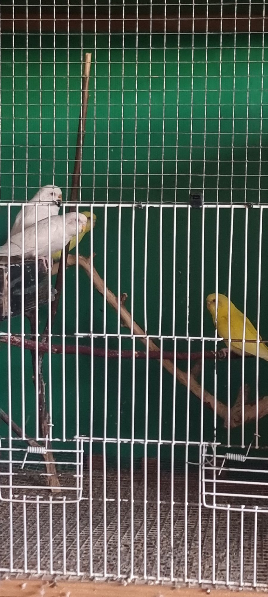 Piriquitos Lutinos/Albinos