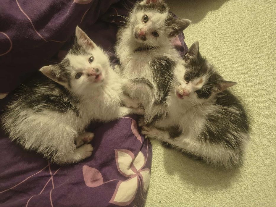 Słodkie kotki za darmo