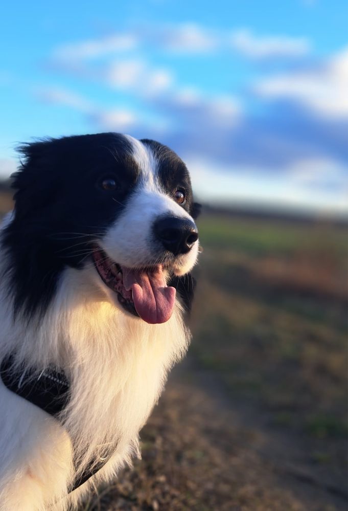Piękny reproduktor border collie FCI ZKwP Zlatan Vanilla Heaven