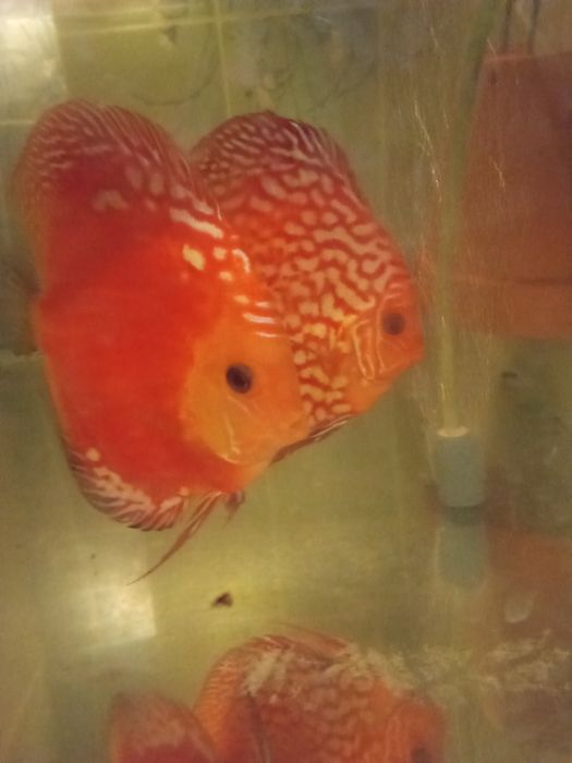 Sprzedam dorosłe pigeony i redrolsy