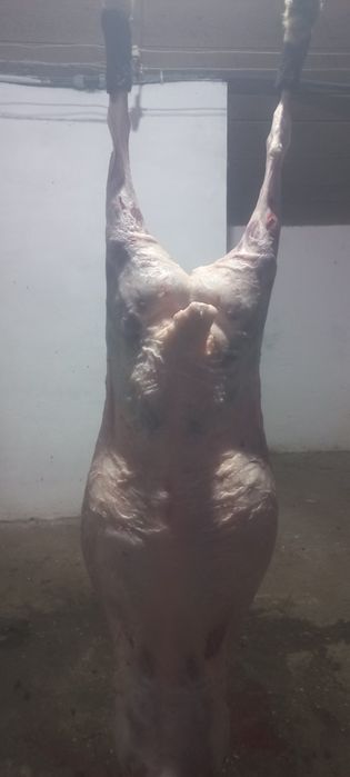 Продається м'ясо молодих ягнят крос-дорпера