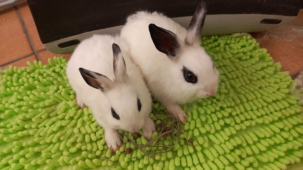 2 dziewczynki szukaja domu