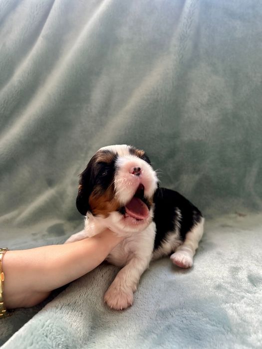 Cavalier King Charles Spaniel