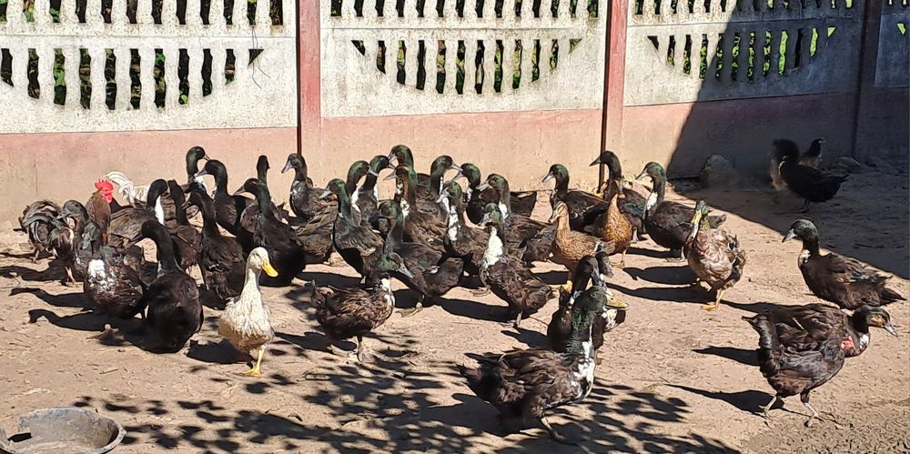 Kaczki dworskie, dworki, duże, dorosłe!