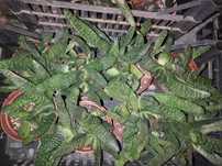 sukulent gasteria