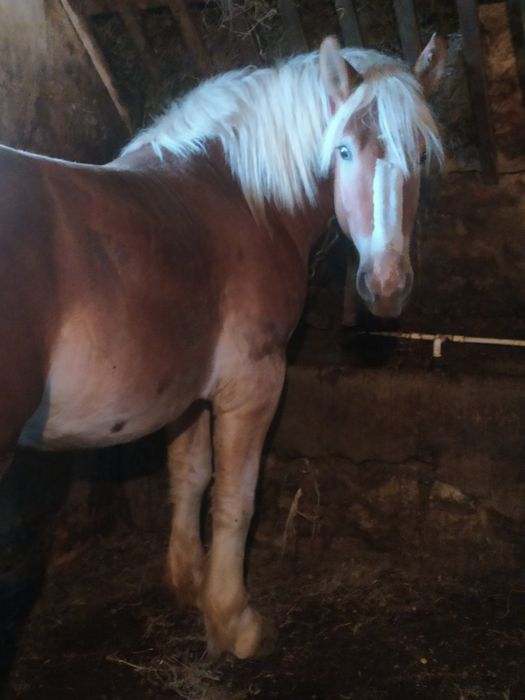 Sprzedam konie zimnokrwiste