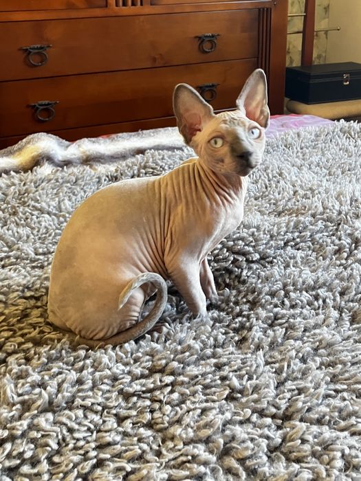 Sphynx canadiano