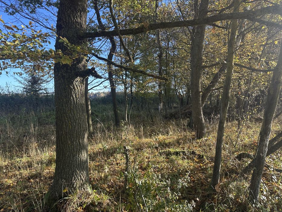 Drzewo na pniu sprzedam