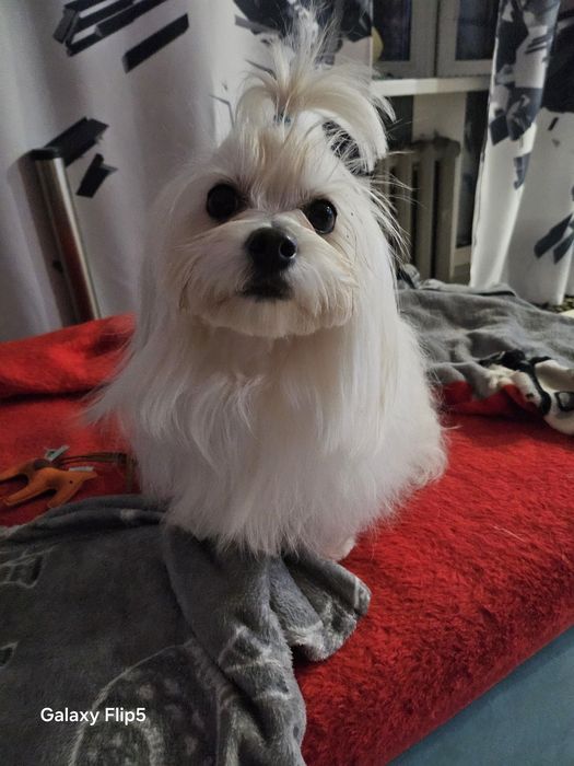 Вязка мальтійський болонка