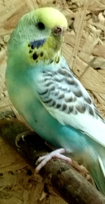 Zamiana paużki falistej