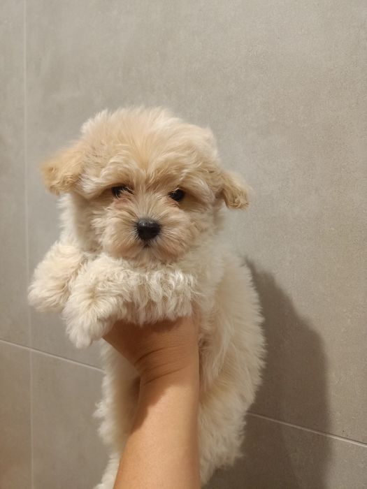 Maltipoo piesek miniaturka