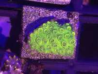 Cyphastrea Fluo Green Duza WYSYŁKA FLUOLAMPS.PL