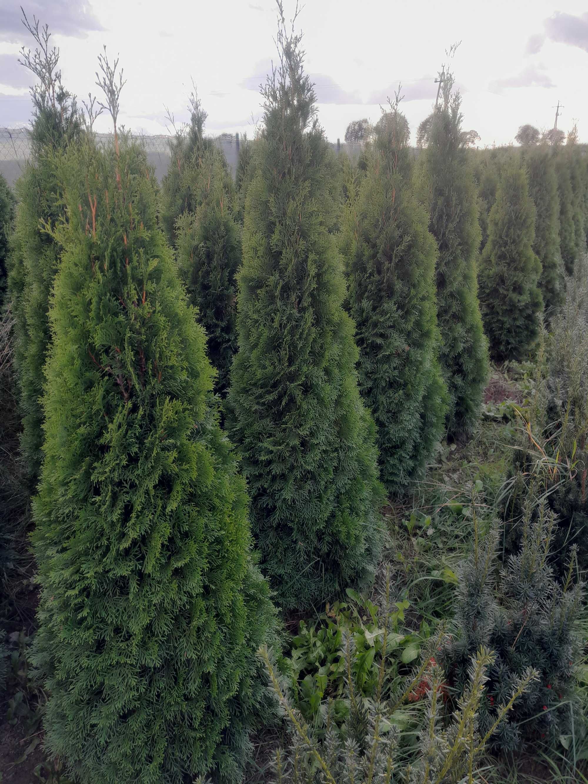 Thuja szmaragd,żywotnik