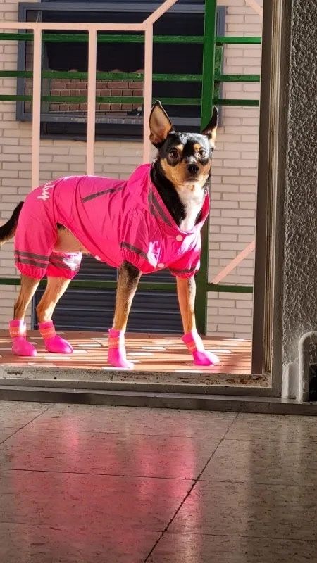 Lekka Cienka‼️ RÓŻ Odblaskowa kurtka Płaszcz przeciw deszczowy dla psa