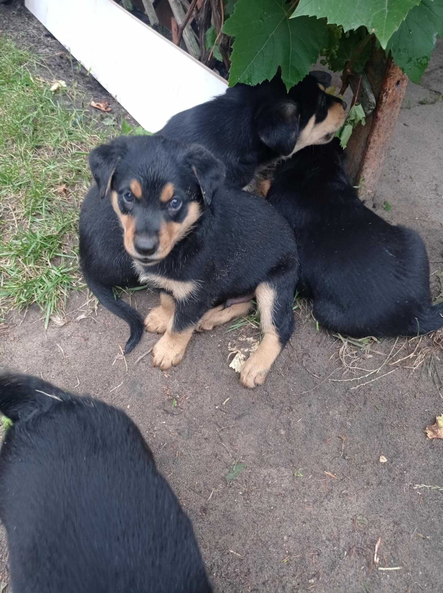 Szczeniaki pieski do adopcji