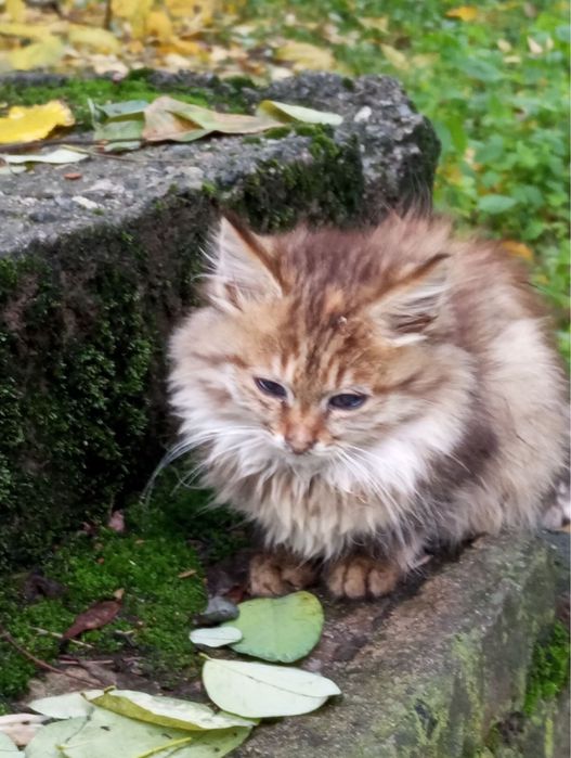 Віддамо кицю у найкращі руки