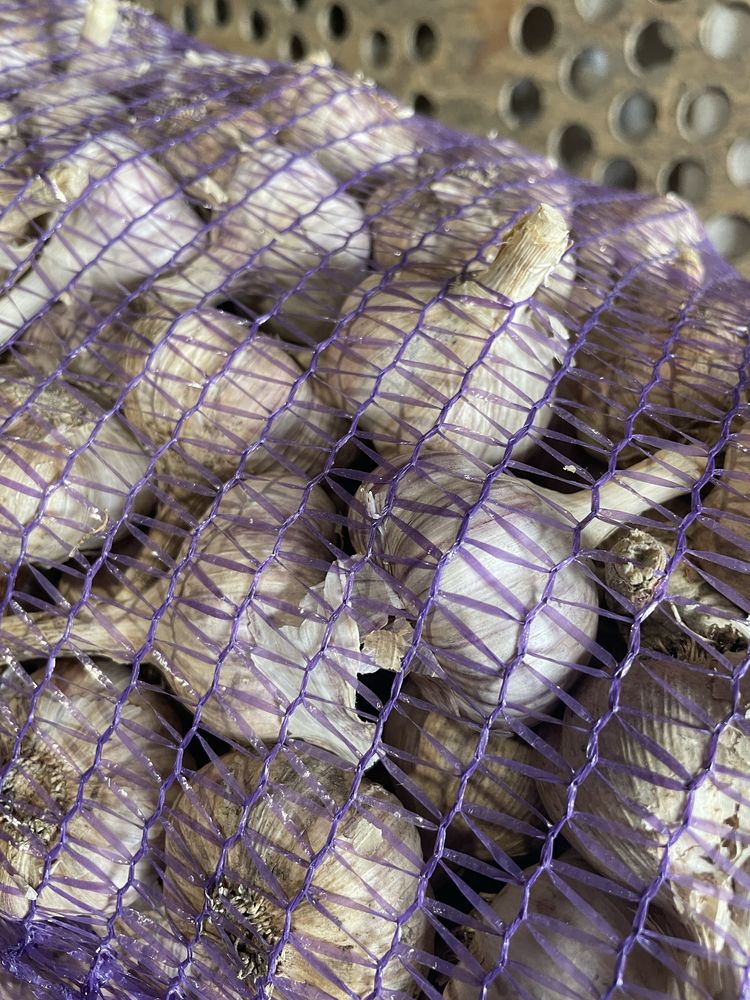 Продам Часник любаша