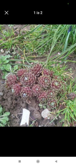 Сукуленти сукуленти