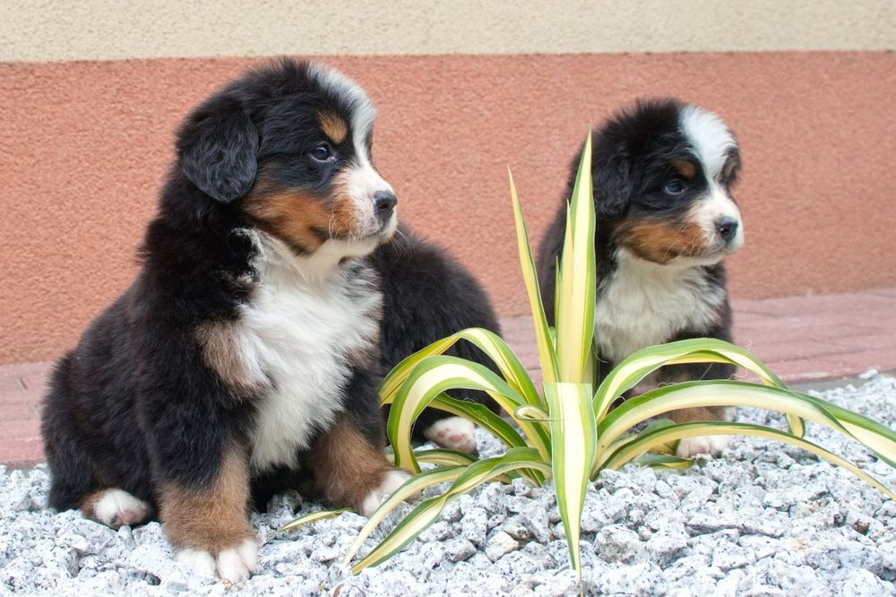 Berneński Pies Pasterski Piesek FCI po Championach