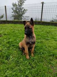 Pastor Belga Malinois com Lop e afixo