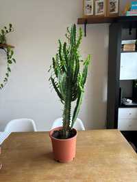 Vendo cacto (Euphorbia) grande