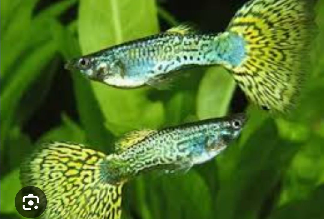 Guppys tigre e diversos