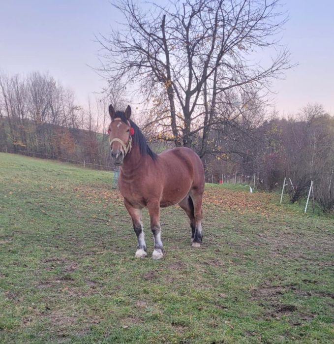 Klacz zimnokrwista źrebna