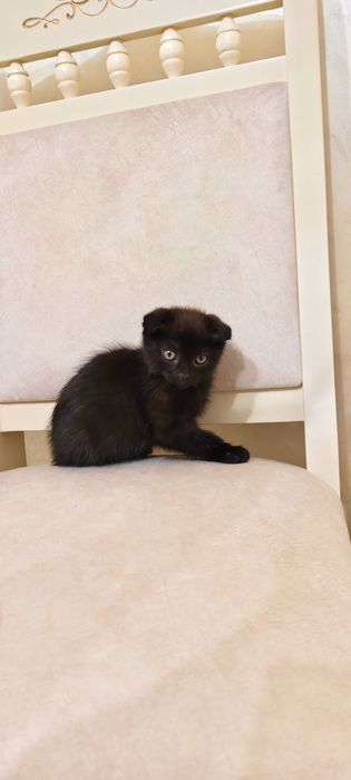 Шотландські кошенята